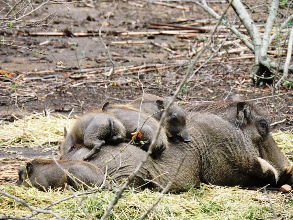 Elephant'S Hide Villa Marloth Park Exterior photo